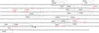 Mutations on a conserved distal enhancer in the porcine C-reactive protein gene impair its expression in liver